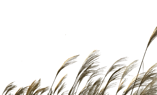 芦苇