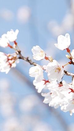 o子狸采集到花嫁