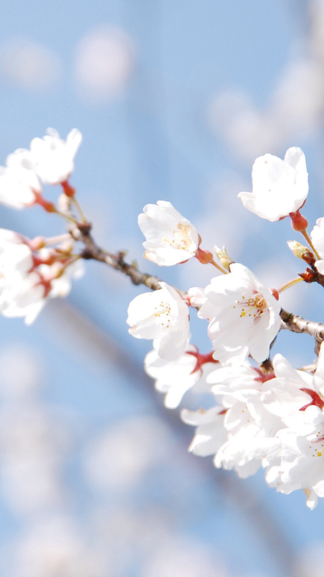 樱花季，樱花祭
