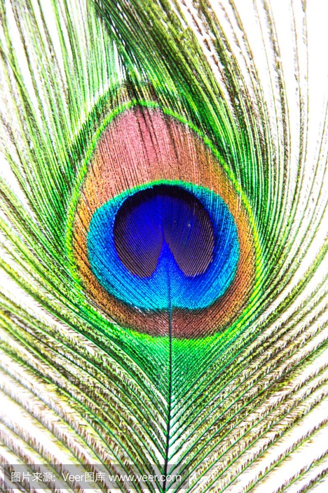 孔雀羽毛
peacock feather