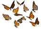 Monarch Butterfly Clipart PNG by madetobeunique.deviantart.com on @deviantART