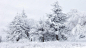 General 1920x1080 snow winter trees nature