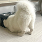 Photo shared by Samoyed Community  on November 20, 2023 tagging @tissue.the.samoyed.