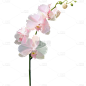 植物通用实景白色兰花花朵元素素材