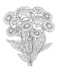 hanson-冯汉军采集到C-插画-植物线稿