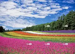 花场 花朵 原野 花壁纸 树木 领域的鲜花 草地 花草甸 针叶树