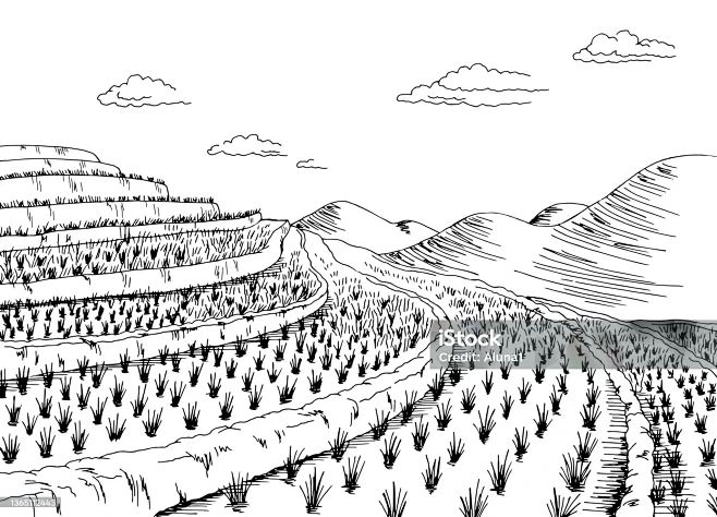 Rice field graphic b...