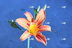 橙色百合 美丽的花朵 花 花壁纸 植物 百合 Bulbiferum