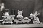 Pet portraits early 20th century...PIC FROM LIBRARY OF CONGRESS / CATERS NEWS - (PICTURED: WASHING DISHES) - These are the a-MEOW-sing images which show the pet portrait craze dated back as early as the start of the 20th Century. The hilarious photographs
