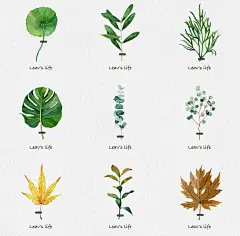 涂鸦王国-小玉米子-手绘植物01