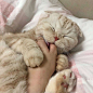 猫咪头像_女生头像_我要个性网