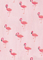 Maya Pletscher - Flamingos