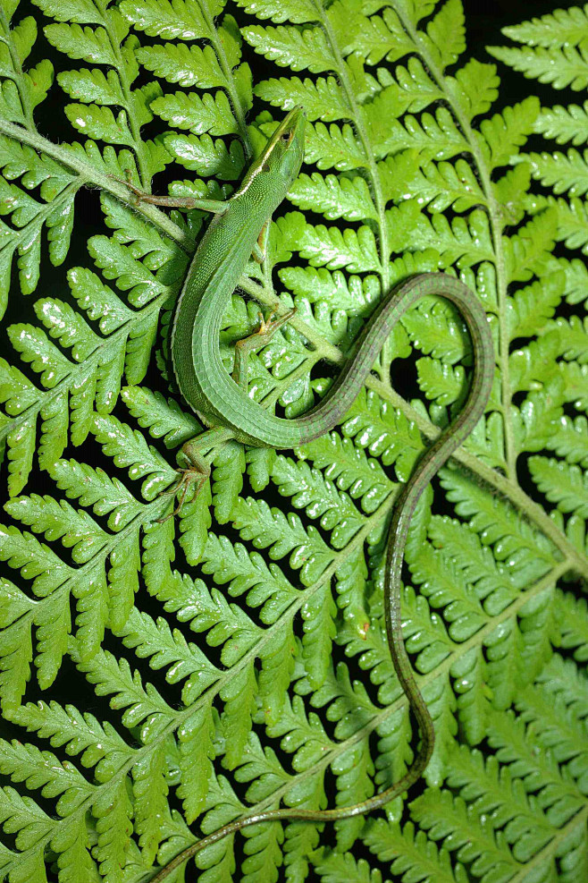 蜥蜴目蜥蜴科草蜥属草蜥