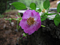 Rosa graciliflora 细梗蔷薇