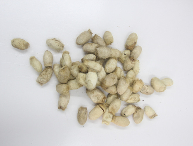 柞蚕丝野生蚕丝蚕茧茧子