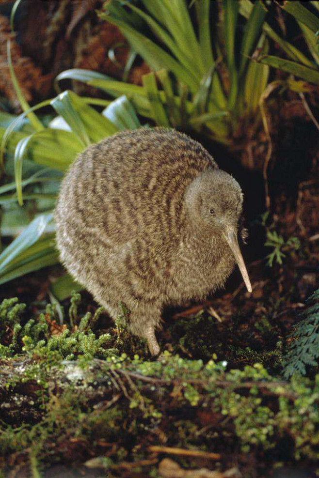 鹬鸵目鹬鸵科鹬鸵属大斑几维鸟