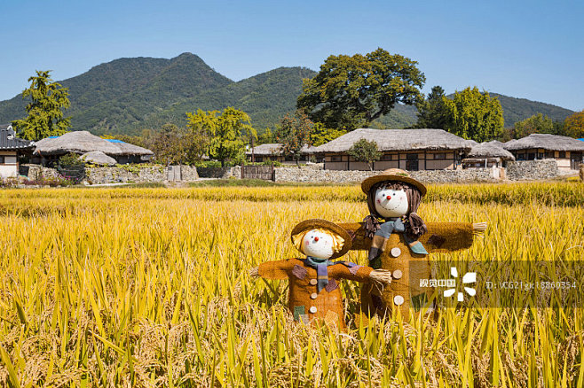 Rice Plant,Scarecrow...