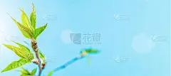樱花的背景与花盛开和四月花的自然蓝色。美丽的景色与盛开的树。复活节晴天。果园抽象模糊的背景。春天。