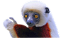 狐猴PNG透明图像.png