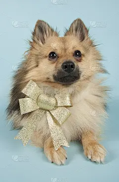 彩色背景上的迷你喷雾器