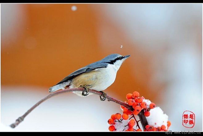 鳾--普通鳾