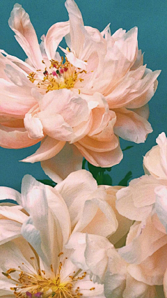 KITI猫采集到鲜花手机壁纸图片美图