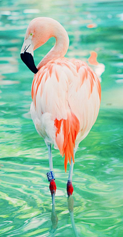 Junly_采集到Flamingo
