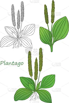 绿色,健康保健,计算机,植物群,成分,植物,草图,咳嗽,剪影,重复