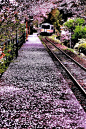 到达春 - 樱花和火车，日本