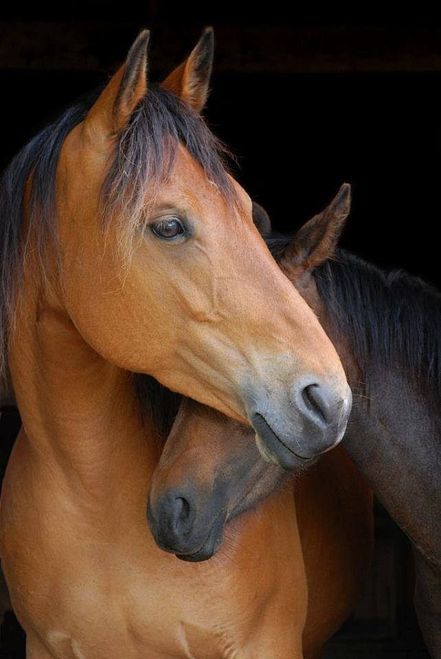 Horses