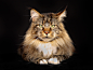 siberian cat
 (2000×1516)