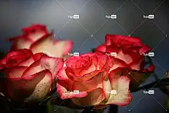 花卉 花卉背景 没有一个人 花壁纸 玫瑰 玫瑰花 美丽的花朵 自然