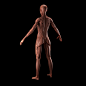 Female Anatomy - Musculoskeletal Sculpt - WIP