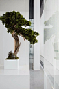 Welcome to @sadik.plants  . Eve's Extra-Large Japanese Juniper Bonsai Tree, 12 Years Old, Planted in 12 Inch Ceramic Container, Outdoor Bonsai ! ! ! Cannot Ship to CA California ! ! !    .  check the link in bio .  . . . . . . #bonsai #bonsaiwork #bonsaig