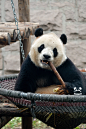 呆萌的小可爱panda hi - 小红书