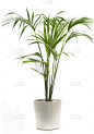 棕榈树,自然,垂直画幅,绿色,无人,室内植物,自然美,植物茎,室内,植物