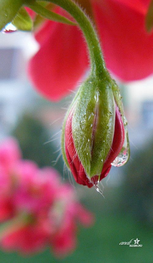 Rose Bud | Fleurs玫瑰花...