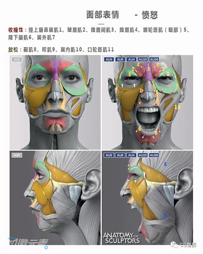 学CG怎么可以少了这套面部解剖图？