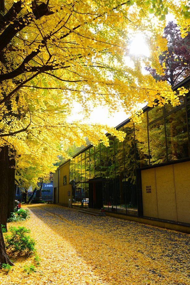 秋之贰——东京大学农学部