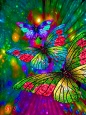 colorful Butterflies