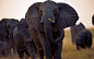 非洲野生动物壁纸