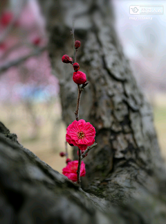 墨迹时景么么哒采集到花