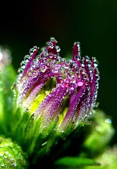 美丽的清晨露珠