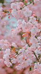 海棠花