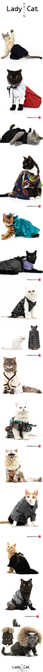 纽约时装设计事务所united bamboo请猫咪做模特，演绎迷你版高级成衣。