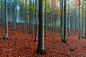 Buchen in den Farben des Herbstes by Leo Pöcksteiner on 500px