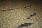 布里斯班 摩顿海豚岛 滑沙+喂养野生海豚 一日游