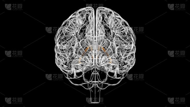 医学概念3D的脑终纹解剖学