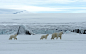 You can watch The Polar Bear Family & Me on Monday 7 January at 21:30 on BBC Two