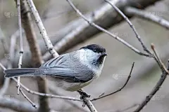 秋天或冬天，柳树山雀、鸣禽栖息在没有叶子的树枝上。柳树山雀，姗姗来迟。Poecile montanu